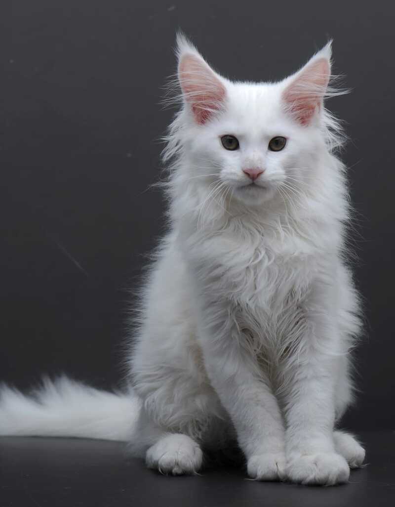 Edelweiss Maine Coon male white - live animals