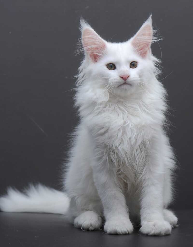 Edelweiss Maine Coon male white - live animals