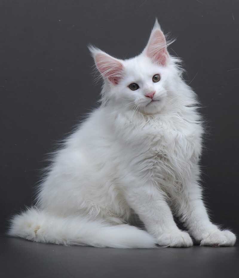 Edelweiss Maine Coon male white - live animals