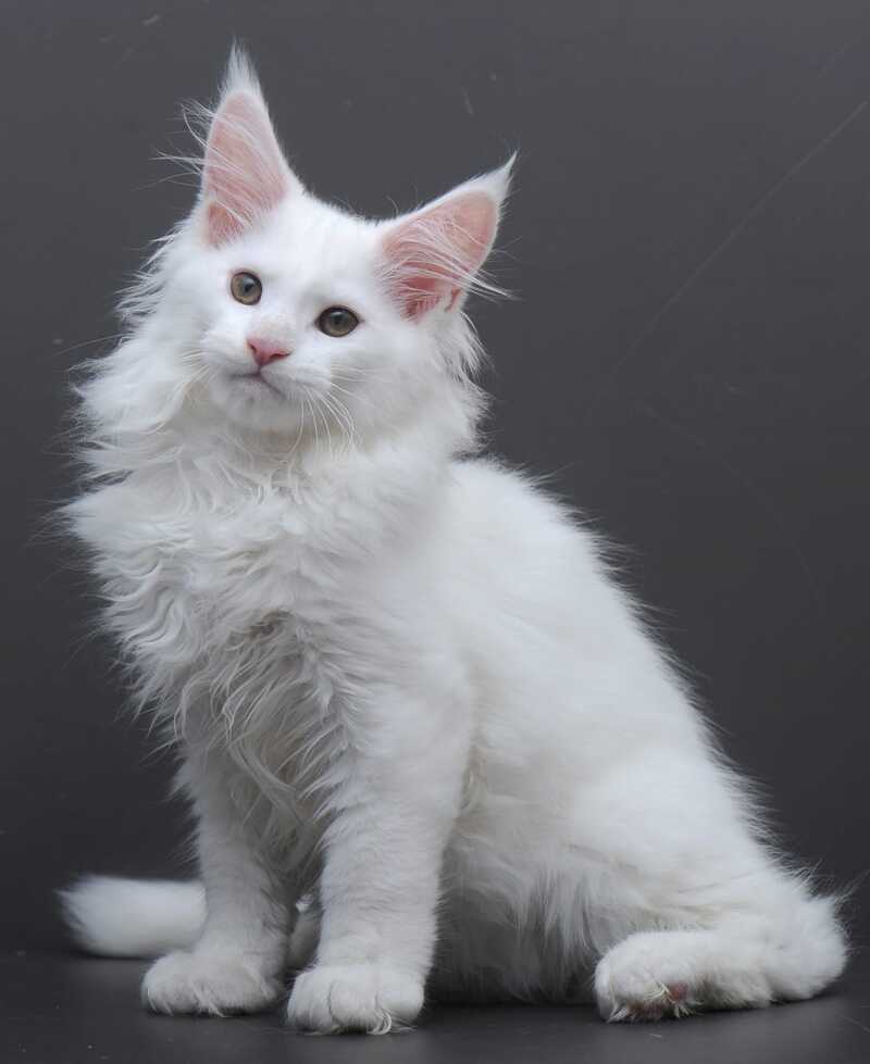 Edelweiss Maine Coon male white - live animals