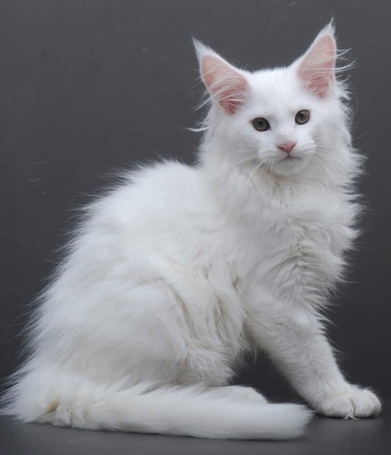 Edelweiss Maine Coon male white - live animals