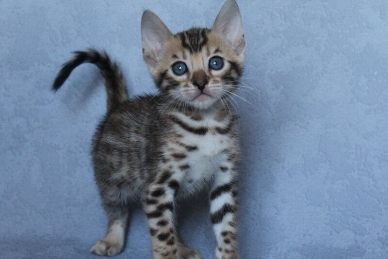 Archie Bengal male black spotted tabby - live animals