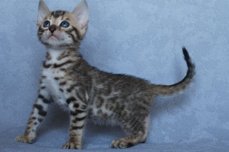 Archie Bengal male black spotted tabby - live animals