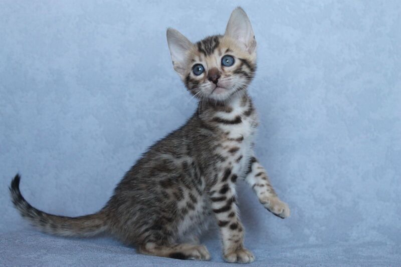 Archie Bengal male black spotted tabby - live animals
