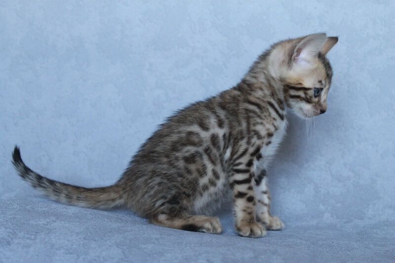 Archie Bengal male black spotted tabby - live animals
