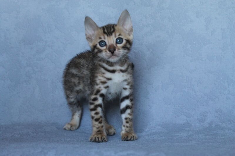 Archie Bengal male black spotted tabby - live animals