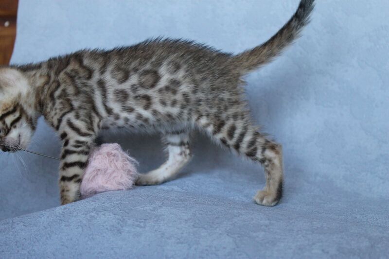 Archie Bengal male black spotted tabby - live animals