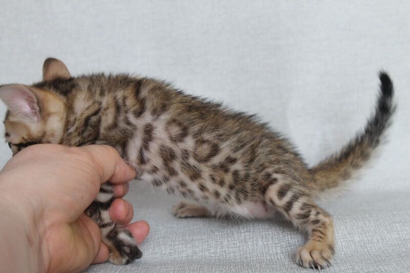 Archie Bengal male black spotted tabby - live animals