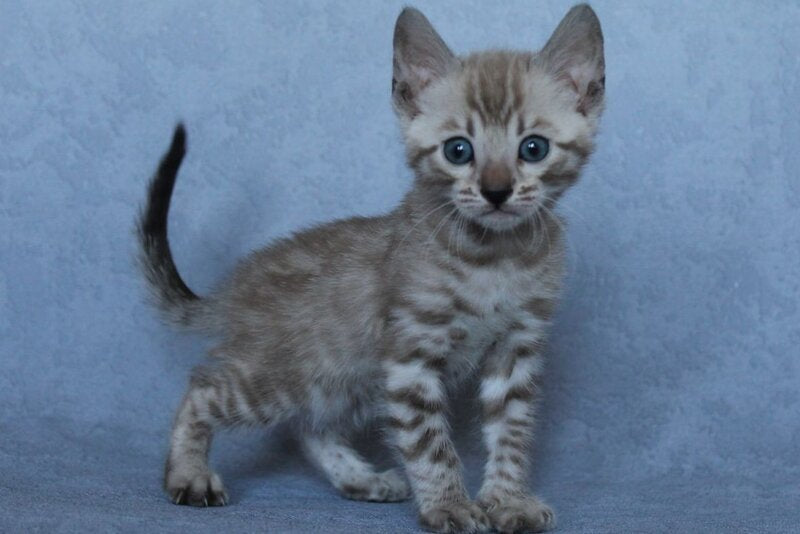 Axel Bengal male black spotted tabby pointed - live animals