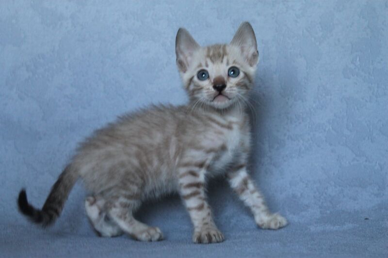 Axel Bengal male black spotted tabby pointed - live animals