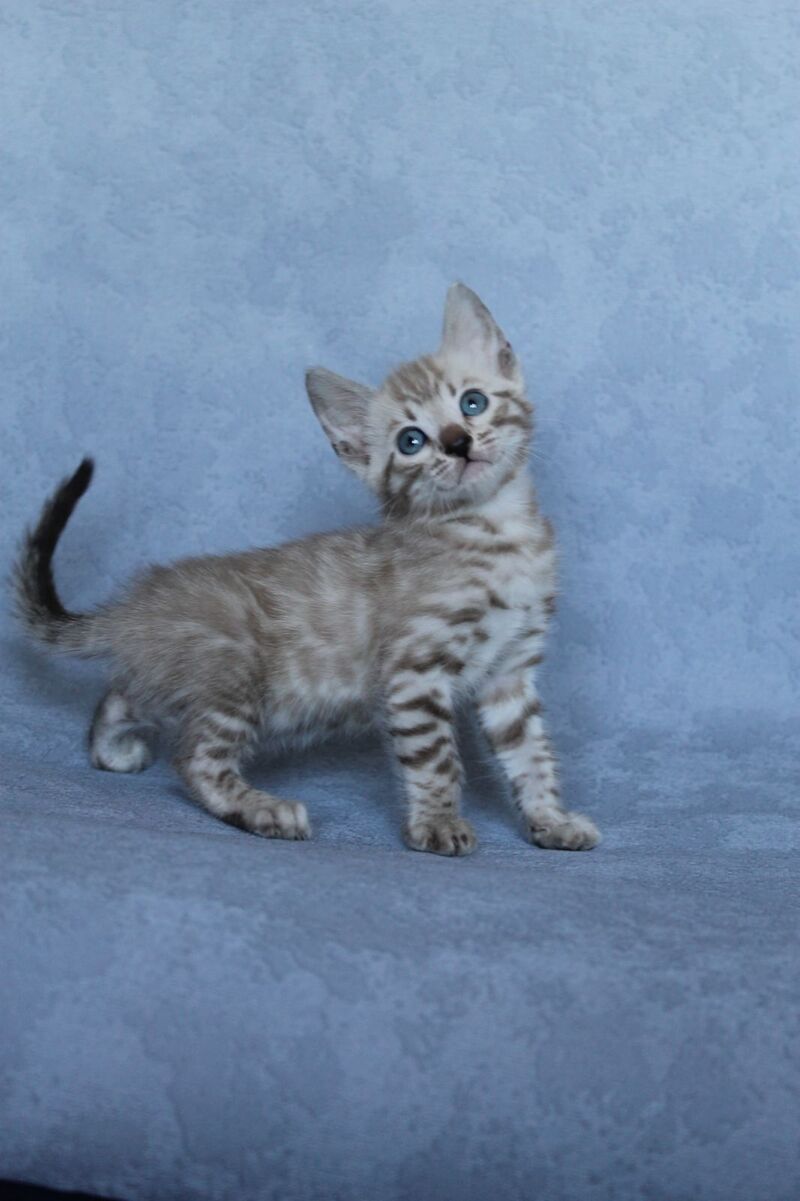 Axel Bengal male black spotted tabby pointed - live animals