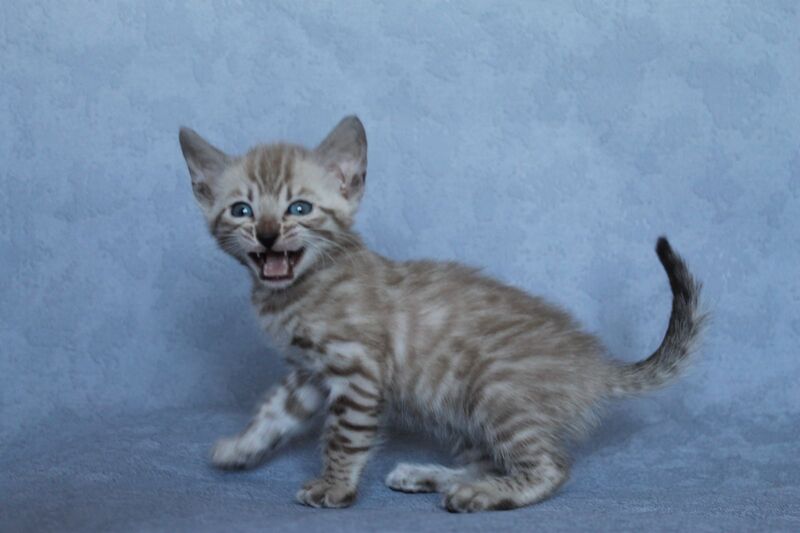 Axel Bengal male black spotted tabby pointed - live animals