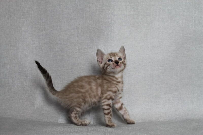 Axel Bengal male black spotted tabby pointed - live animals