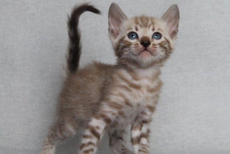 Axel Bengal male black spotted tabby pointed - live animals