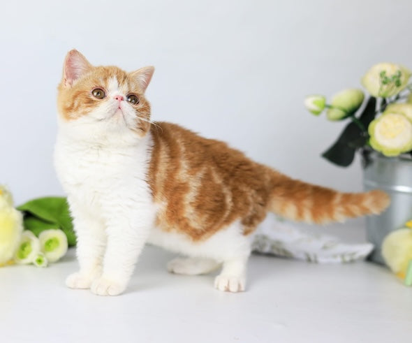 Sharan Exotic male red bicolour tabby - live animals