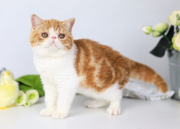 Sharan Exotic male red bicolour tabby - live animals