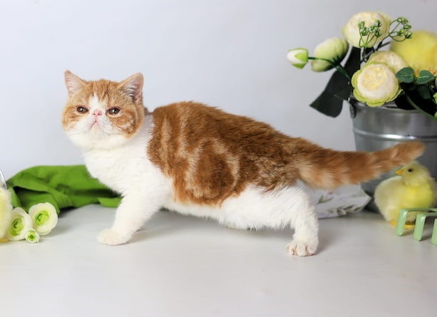 Sharan Exotic male red bicolour tabby - live animals
