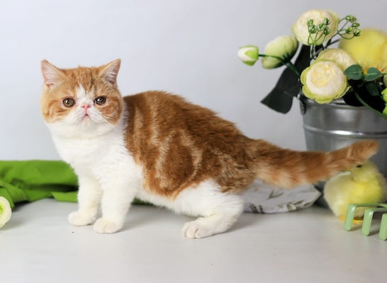 Sharan Exotic male red bicolour tabby - live animals