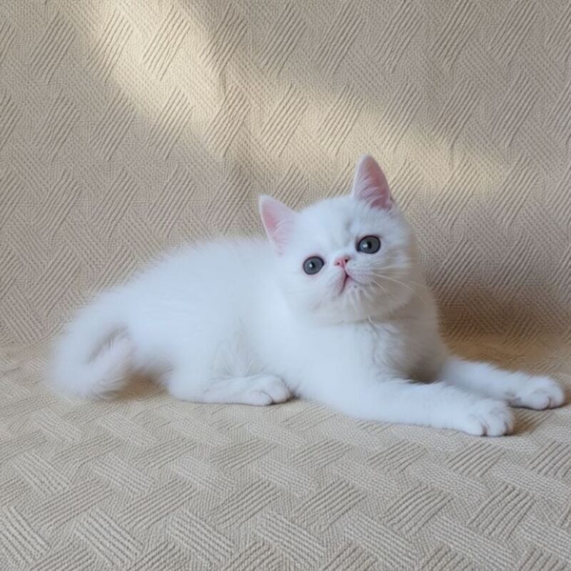 Bianca Exotic female white - live animals