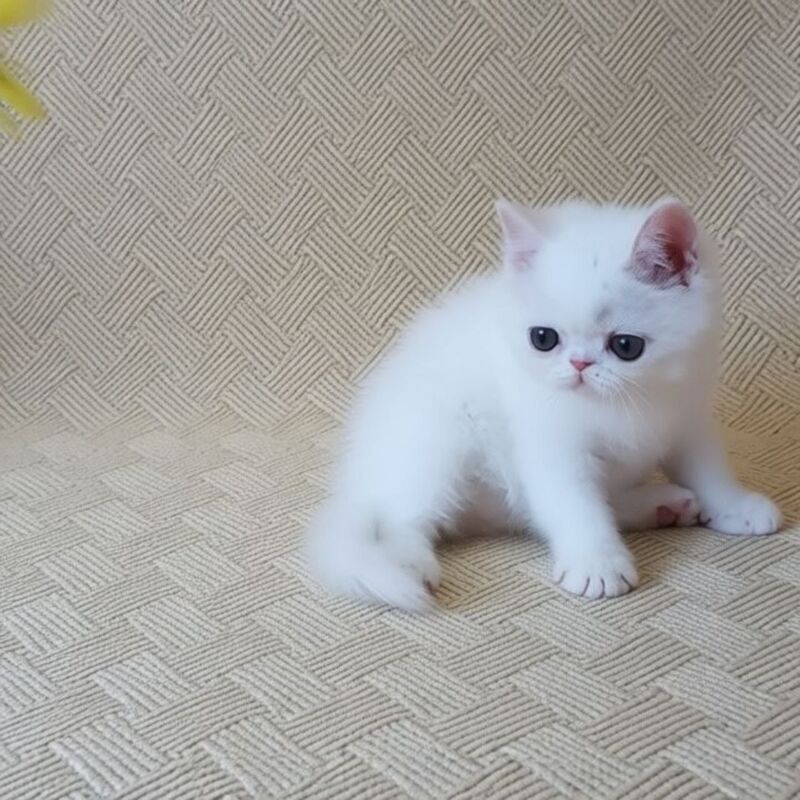 Bianca Exotic female white - live animals