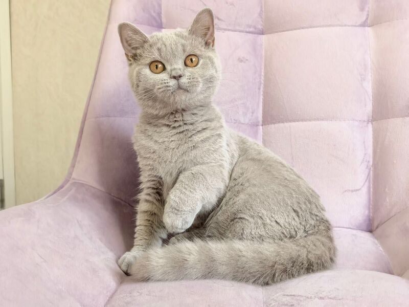Naomu British Shorthair female lilac - live animals