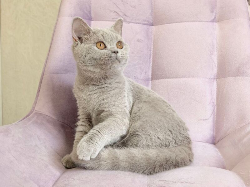 Naomu British Shorthair female lilac - live animals