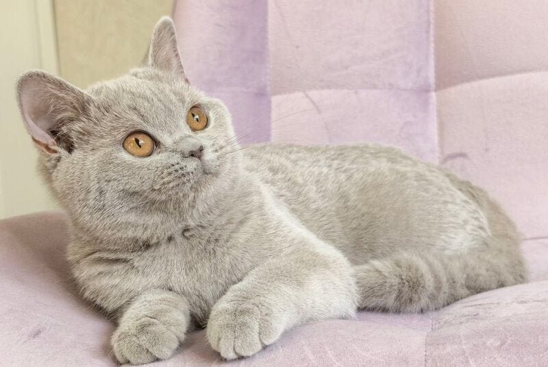 Naomu British Shorthair female lilac - live animals