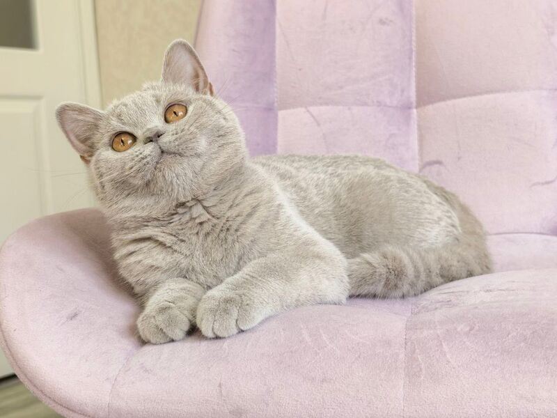 Naomu British Shorthair female lilac - live animals