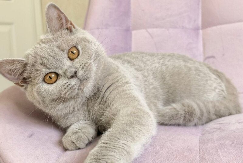 Naomu British Shorthair female lilac - live animals