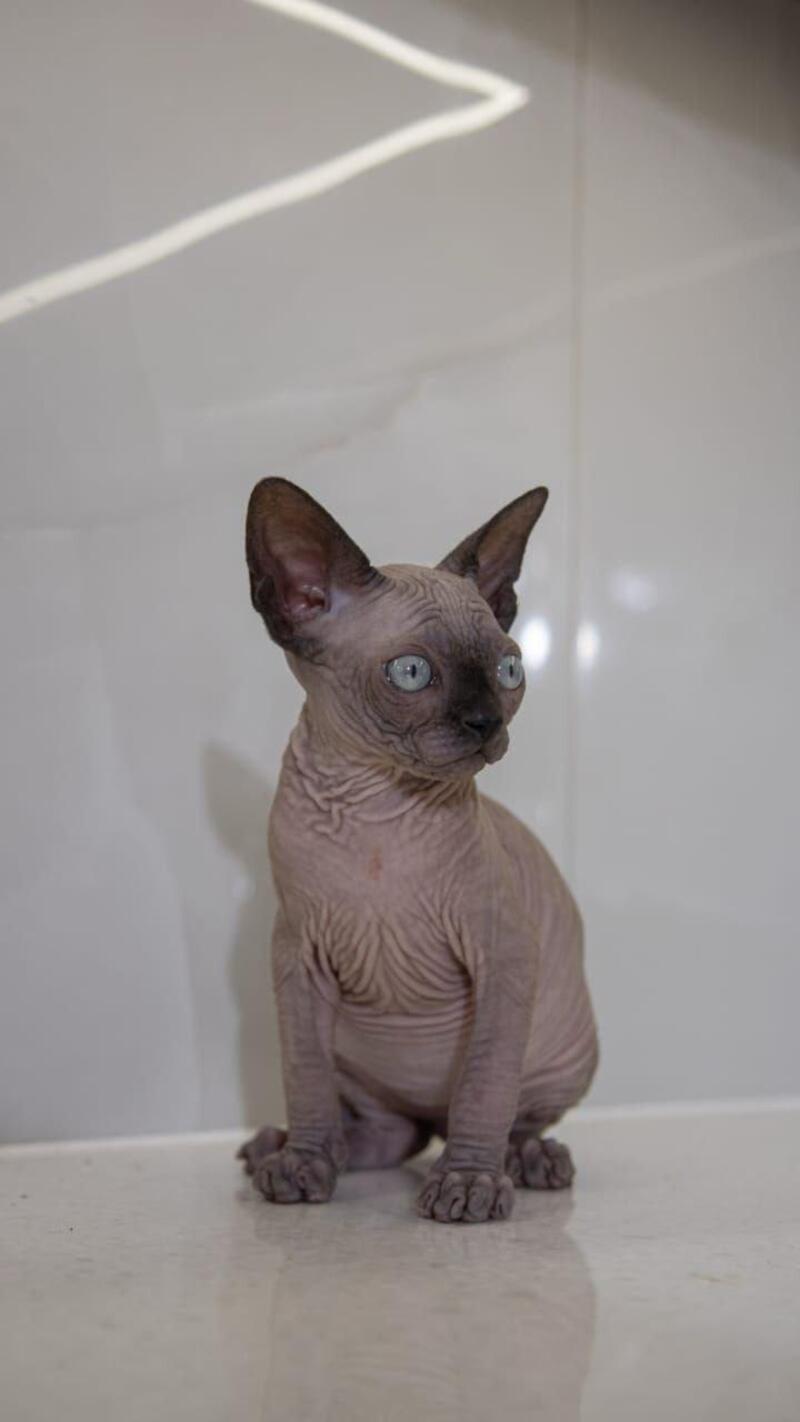 Junior Canadian Sphynx male black pointed - live animals
