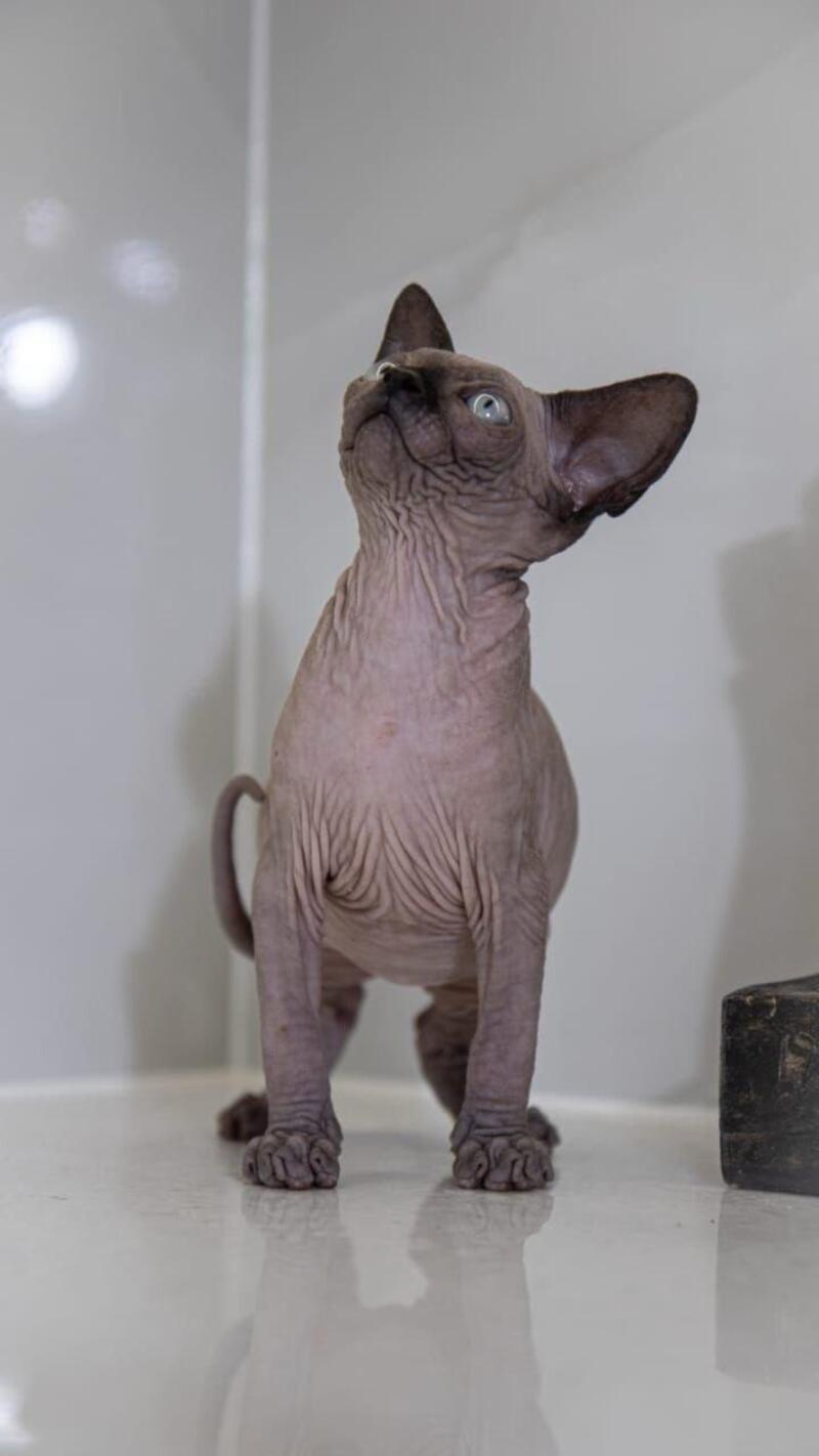 Junior Canadian Sphynx male black pointed - live animals