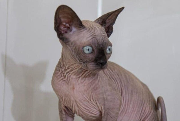 Junior Canadian Sphynx male black pointed - live animals
