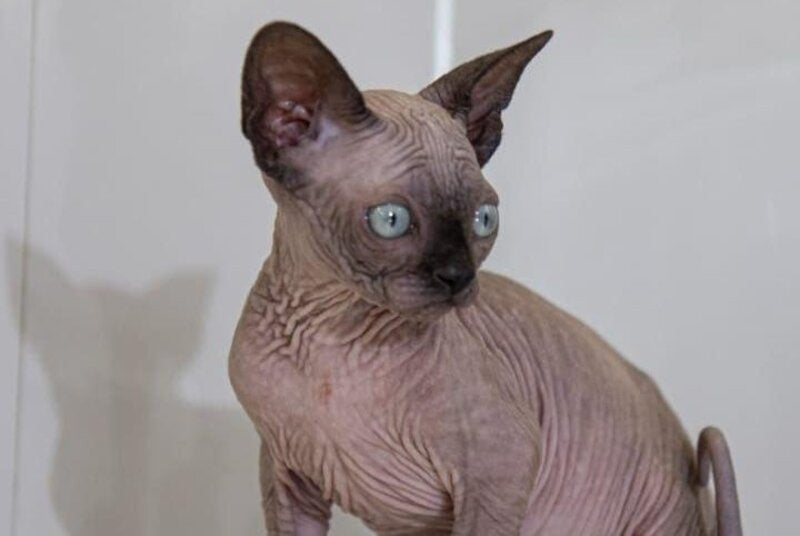 Junior Canadian Sphynx male black pointed - live animals