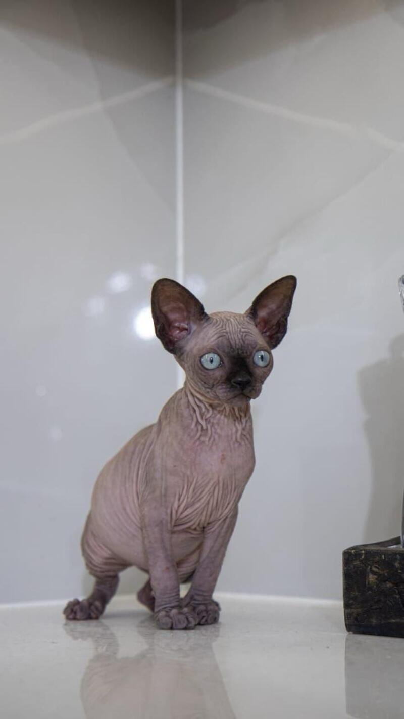 Junior Canadian Sphynx male black pointed - live animals
