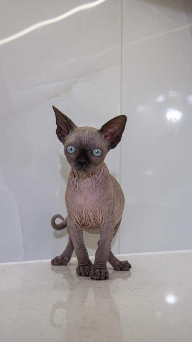 Junior Canadian Sphynx male black pointed - live animals