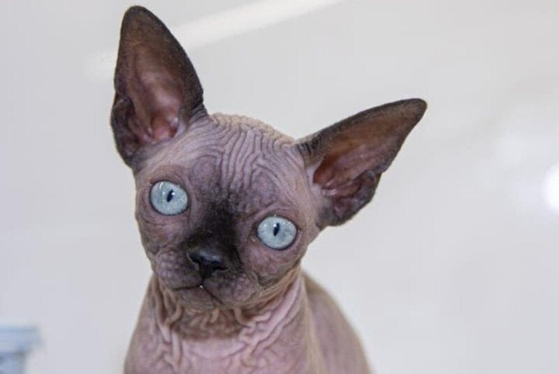 Junior Canadian Sphynx male black pointed - live animals