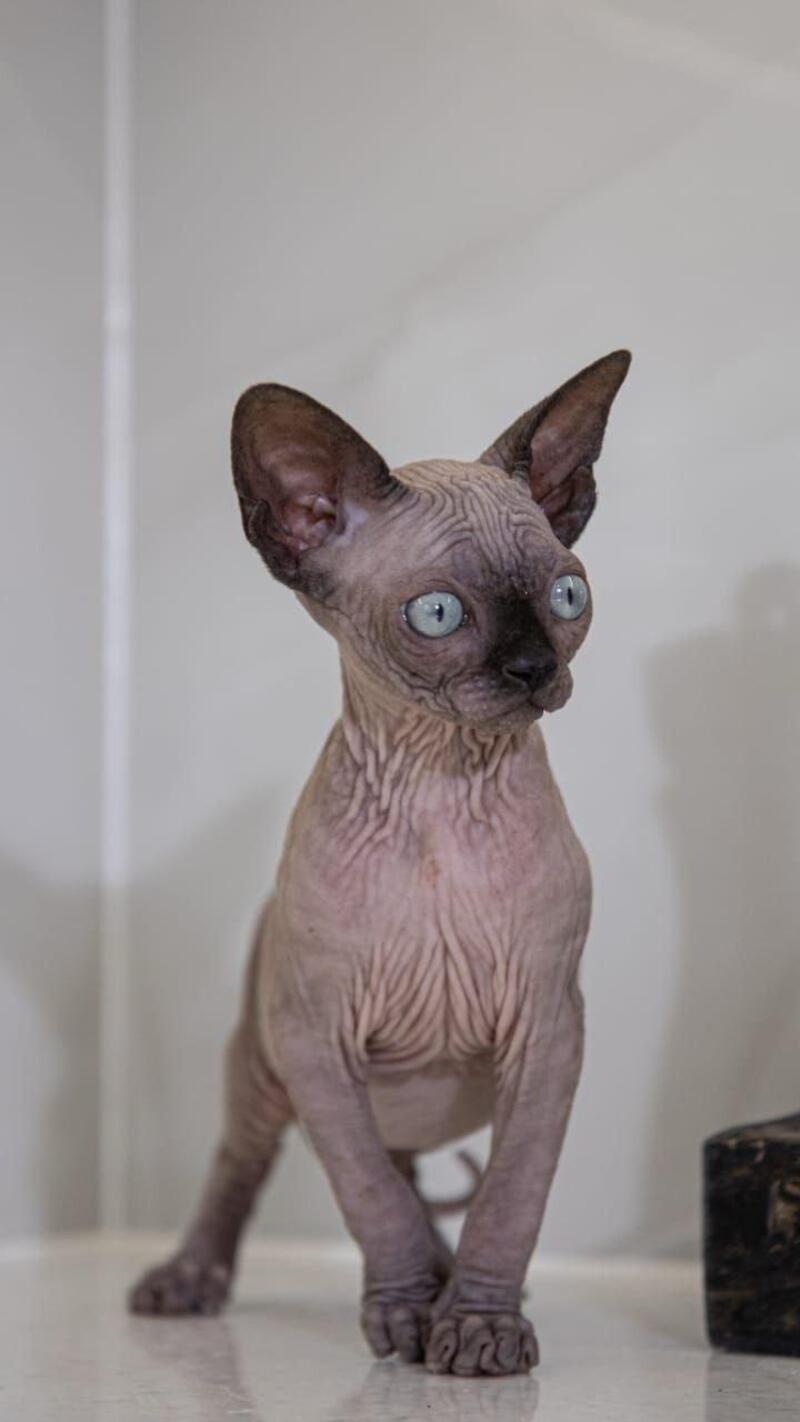 Junior Canadian Sphynx male black pointed - live animals