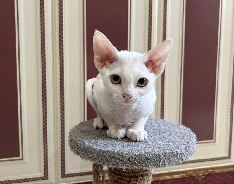 Amanda Devon Rex female white - live animals