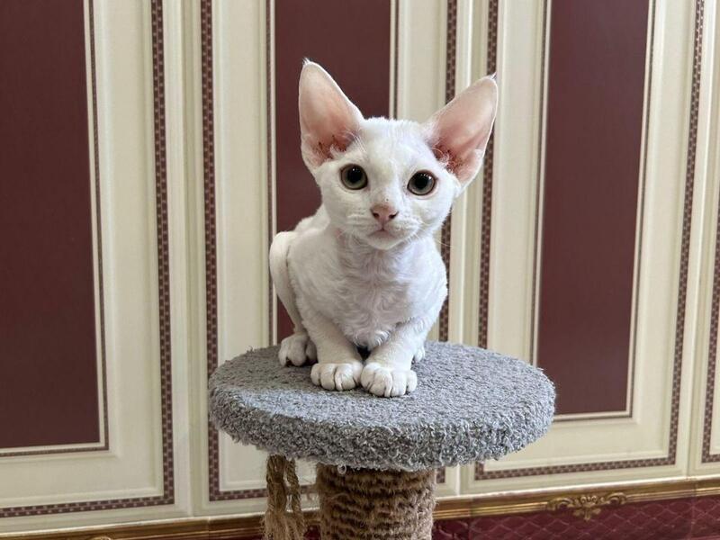 Amanda Devon Rex female white - live animals