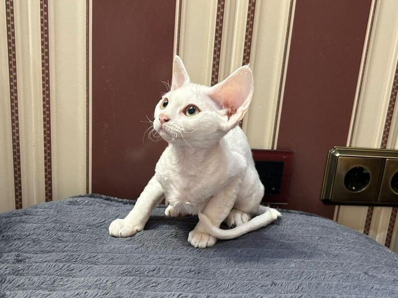 Amanda Devon Rex female white - live animals
