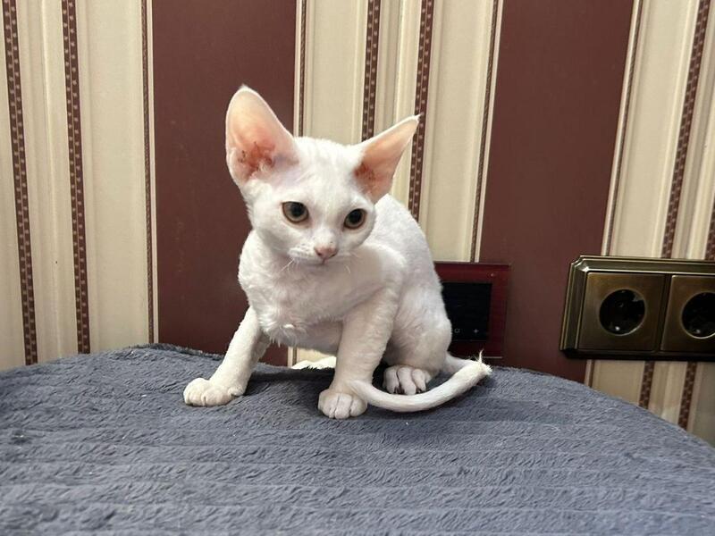 Amanda Devon Rex female white - live animals