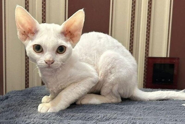 Amanda Devon Rex female white - live animals