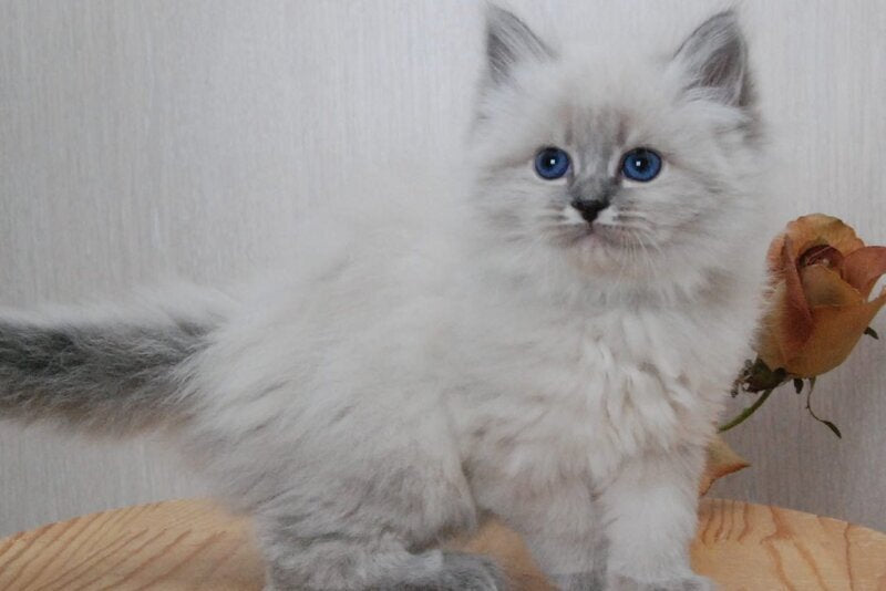 Anita Siberian female blue tabby pointed - live animals