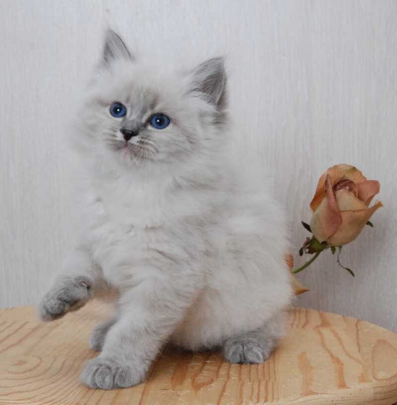 Anita Siberian female blue tabby pointed - live animals