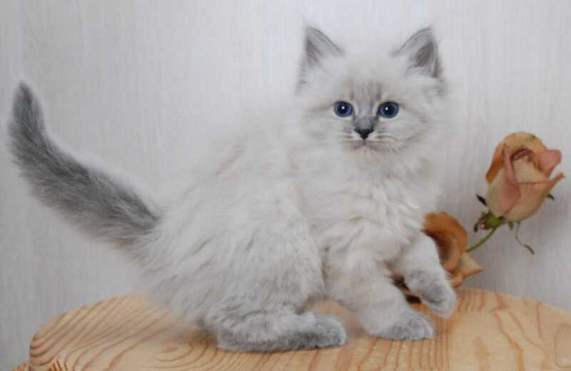 Anita Siberian female blue tabby pointed - live animals