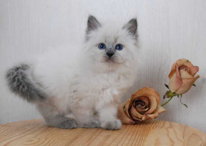 Almaz Siberian male blue pointed - live animals