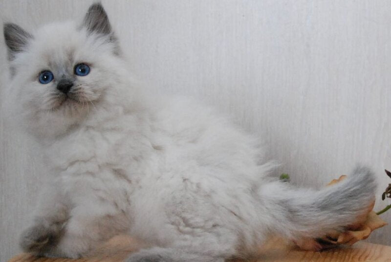 Almaz Siberian male blue pointed - live animals