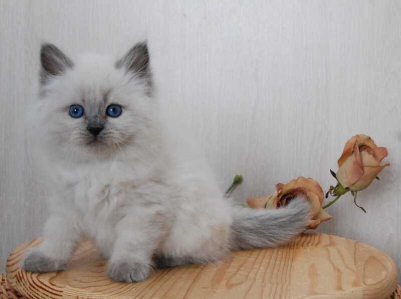 Almaz Siberian male blue pointed - live animals
