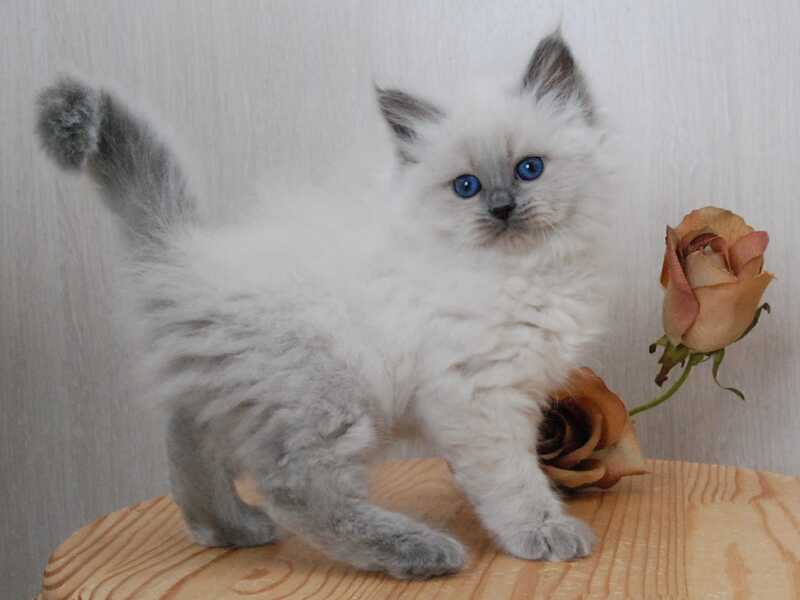 Agasha Siberian female blue pointed - live animals