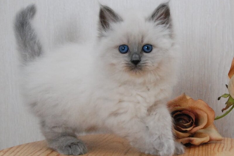 Agasha Siberian female blue pointed - live animals